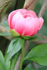 Pfingstrose Paeonia Paeonie Knospe mit Stengel und Blätter - Nahaufnahme / Closeup