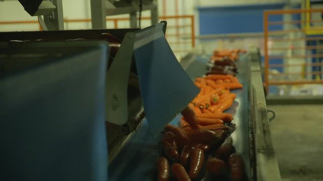 Robotics at the service of agriculture. Automatic sorting carrots