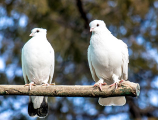 white dove in nature