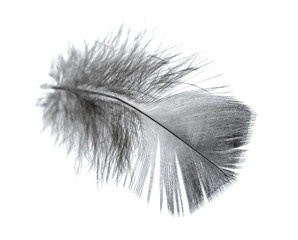 Obraz premium bird feather on a white background as a background for design