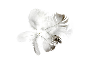 Fototapeta premium bird feather on a white background as a background for design