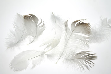 Obraz premium bird feather on a white background as a background for design