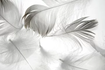 Papier Peint photo Lavable Pour elle plume d& 39 oiseau sur fond blanc comme arrière-plan pour la conception