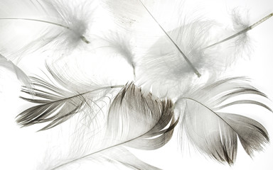 bird feather on a white background as a background for design