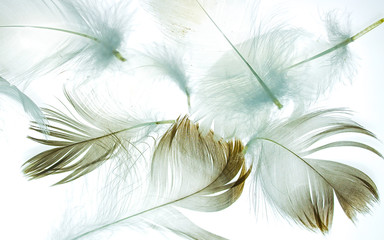 Fototapeta na wymiar bird feather on a white background as a background for design