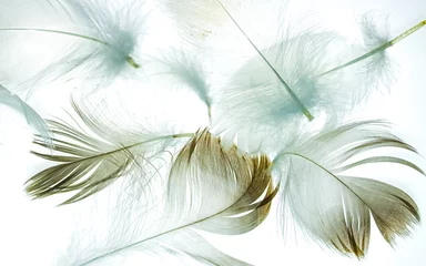 Papier Peint photo autocollant Paon bird feather on a white background as a background for design