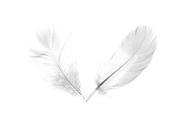 Obraz premium bird feather on a white background as a background for design
