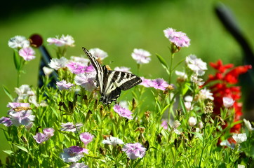 Butterfly, Tiger Swallowtail