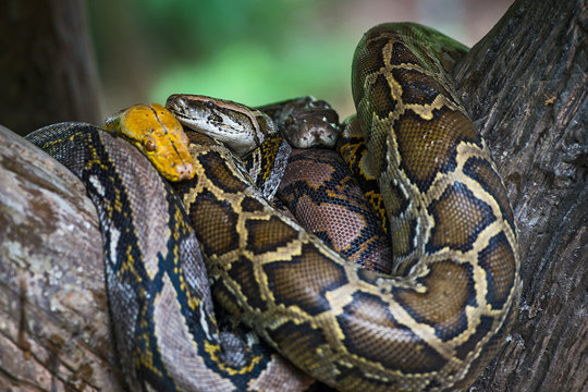 tiger python and Boa