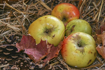 Bioäpfel vom Bauern