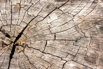 Fototapeta premium Old wood background texture, wallpaper.