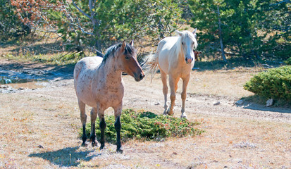 Palomino mare and Red Roan Stallion on Tillett Ridge in the Pryor Mountain Wild Horse Range in Montana USA