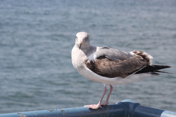 Seagull in Santa Monica
