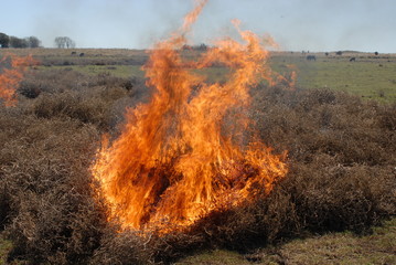 fuego en la pradera 