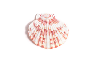 Beautiful seashell isolated on white background,