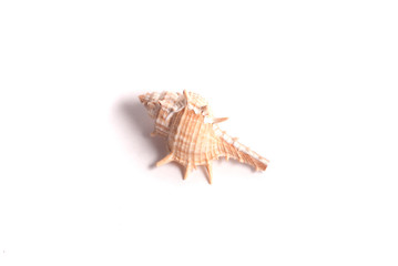 Beautiful seashell on the white background.