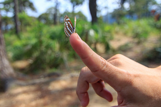 Butterfly at the finger of human