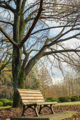 Empty bench under the tree in the big park in Tokyo Japan, Autumn scenery with empty bench under the big tree in Shinjuku parkk