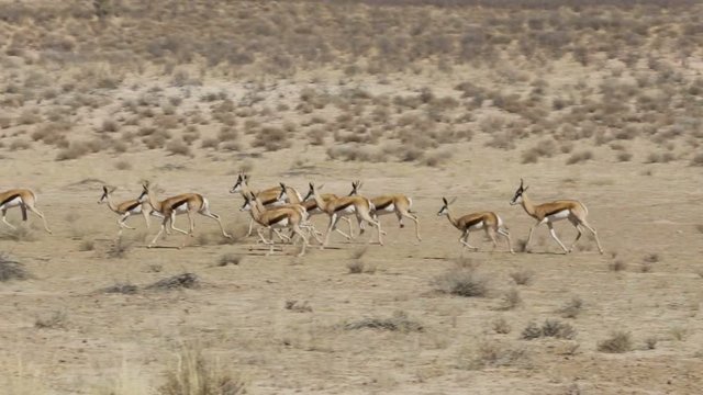 running herd of springbok in sunny day in dry Kgalagadi desert - Kalahari Transfontier park, South Africa safari wildlife and wilderness