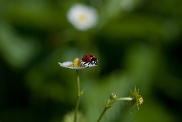 red ladybug on fresh green grass