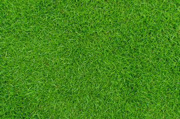 Plakat green grass background 