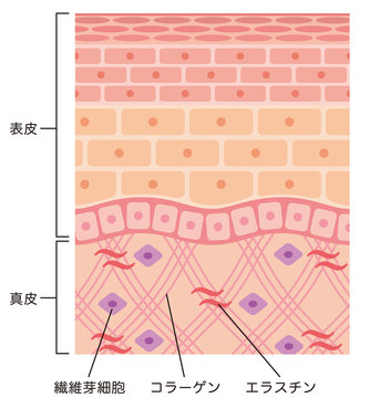 皮膚の構造　断面図