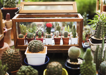 Cactus Houseplant Collection Decoration Set