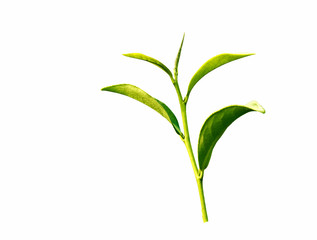 A fresh of green tea leaf isolated on white background