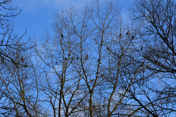 beautiful spring landscape: Birds in the trees on a background of blue sky, nature, wilderness 