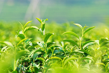 Cluster of young green tea leaves in tea field