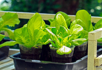 Fresh green salad is grown in plastic pot and tray