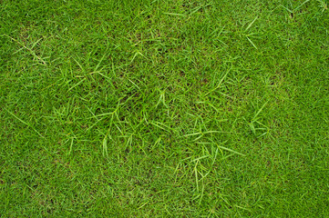Green lawn for background © singjai