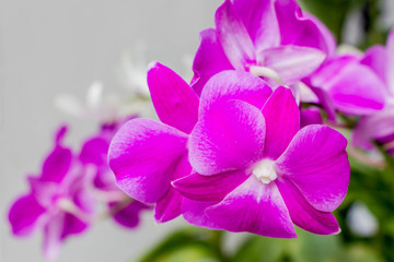 pink phalaenopsis orchid