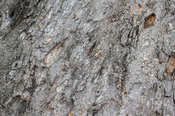 old rustic wood skin
