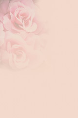 pink rose blur background