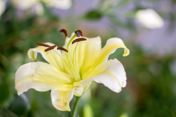 natural white lilly