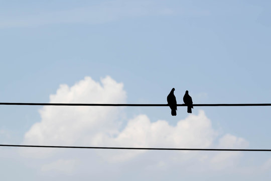 two birds on electricity wire