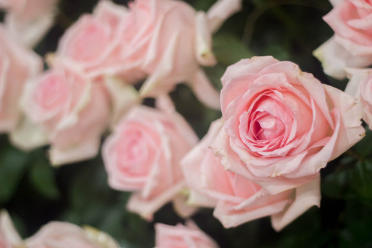 natural pink rose