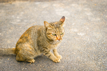 Cat  lying in the street in front of the house.