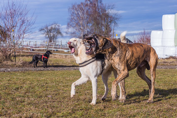 Hunde spielen
