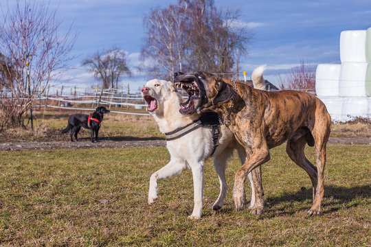 Hunde spielen