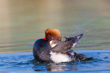 Male red-crested pochard (Netta rufina) swimming, pluming, splas