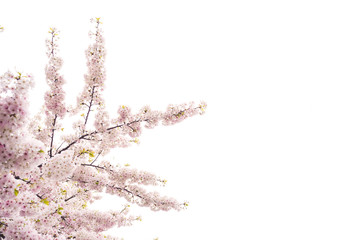 Beautiful cherry blossom sakura in spring time over blue sky.