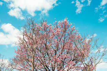 Beautiful cherry blossom sakura in spring time over blue sky.
