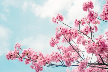 Fotobehang Beautiful cherry blossom sakura in spring time over blue sky. © makistock