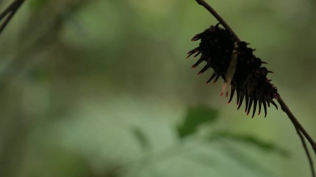 Golden Birdwing Caterpillar With Tentacles wildlife in the mountain Taiwan,-Dan