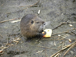 nutria