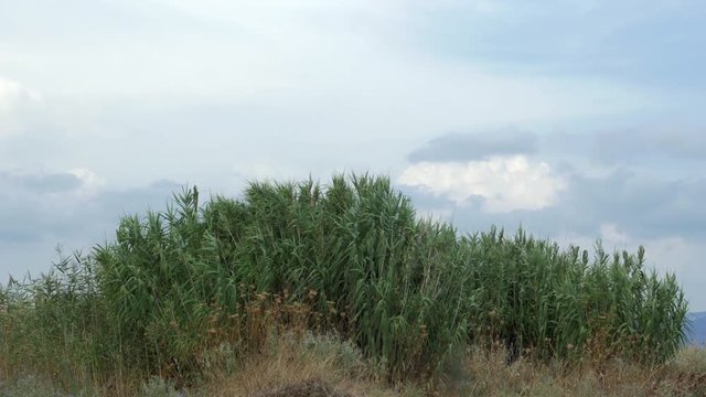 View of agricultural field on hill with tall grass in windy weather at summer against blue sky with clouds