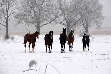 Die gloreichen F&uuml;nf, 5 wundersch&ouml;ne Warmblutjunghengste nebeneinander auf der winterlichen Weide