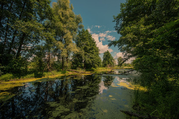 Fototapeta na wymiar deciduous forest and lake